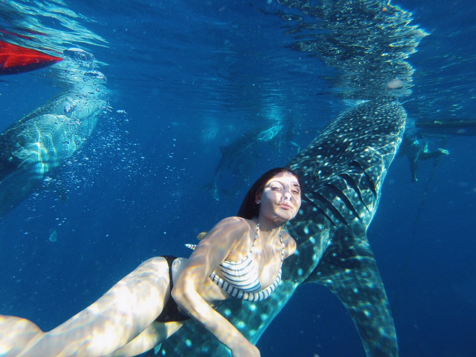 oslob cebu whale shark,cebu guide,cebu blog,cebu island travel guide,cebu travel blog,cebu travel guide,cebu trip blog (1)