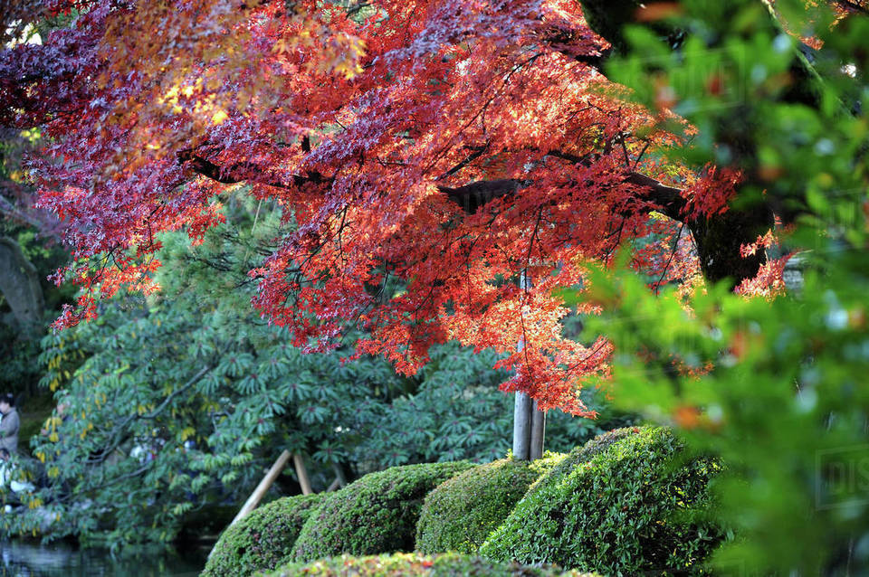 kanazawa autum fall,kanazawa travel blog (1)