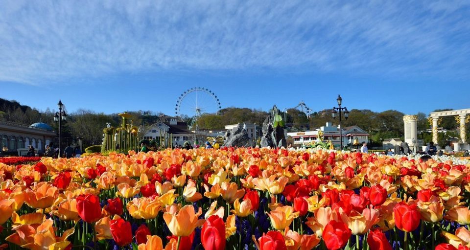 Tulip field, Everland, Korea