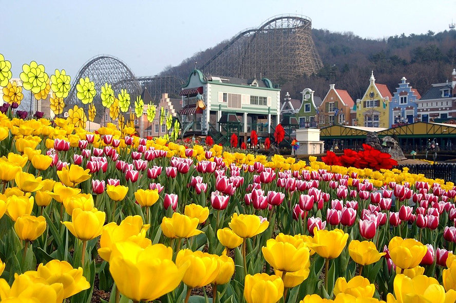 Everland - Tulips in Spring