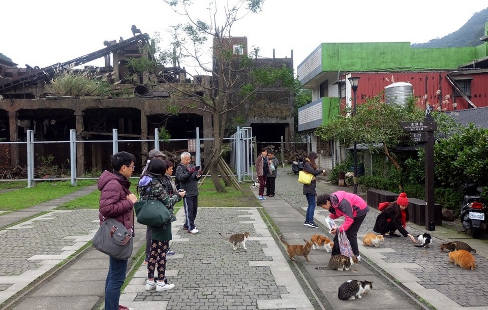 houtong cat village taiwan (1)