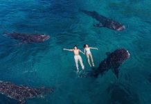 oslob whale shark cebu