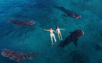 oslob whale shark cebu