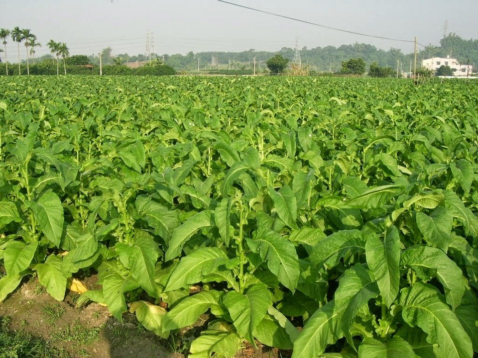 MAPLE Crook Tobacco plants in Meinong