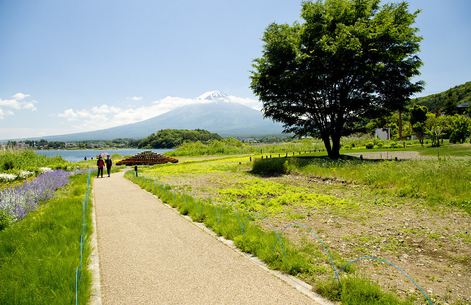 oishi park, kawaguchiko travel blog (7)