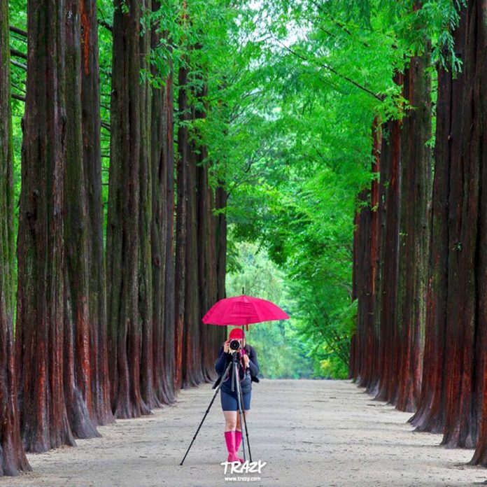 Nami Island travel blog — The fullest Nami Island travel guide for a ...