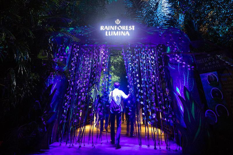 rainforest lumina singapore zoo,what to do in sg at night,what to do in singapore at night,what to do at singapore at night (1)