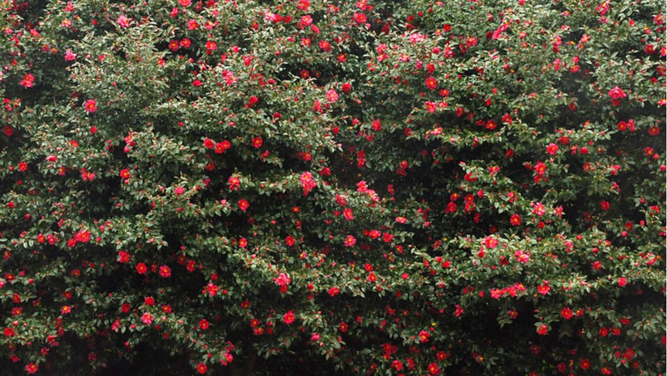 Camellia Hill jeju,best places to visit in jeju island,jeju must go places,must see places in jeju,must go places in jeju (5)