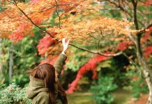 alishan autumn maple leaves