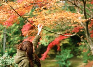 alishan autumn maple leaves