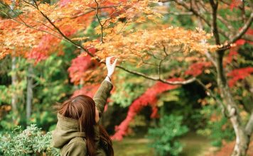 alishan autumn maple leaves