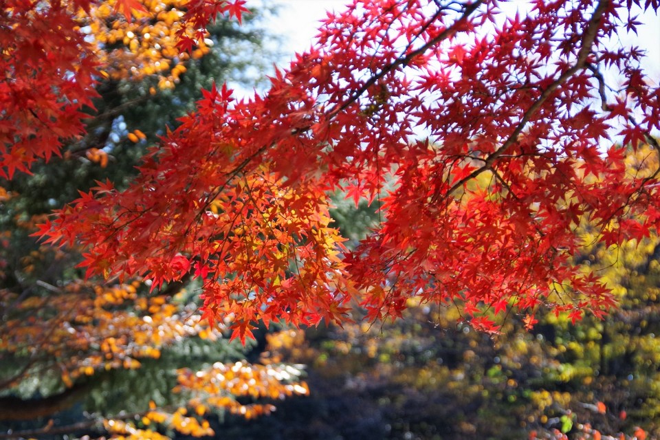 Tokyo Autumn leaves in Yoyogi park - Living + Nomads – Travel tips