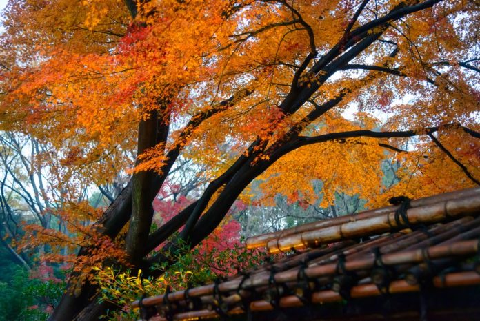 Tokyo autumn leaves forecast 2021 — 13 best autumn spots in Tokyo