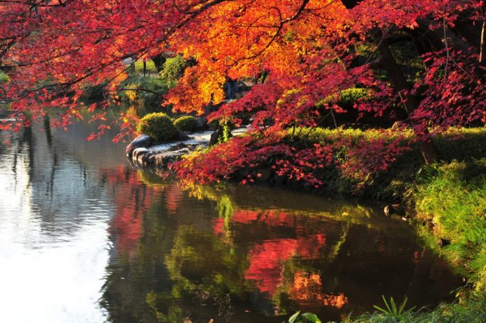 Tokyo autumn leaves forecast 2021 — 13 best autumn spots in Tokyo ...