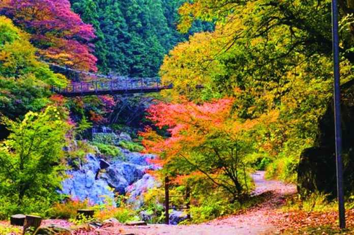 Tokyo autumn leaves forecast 2021 — 13 best autumn spots in Tokyo ...