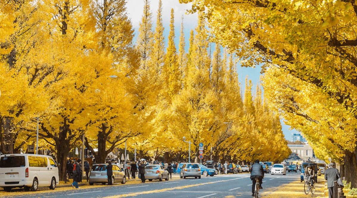 meiji jingu gaien avenue Icho Namiki autumn