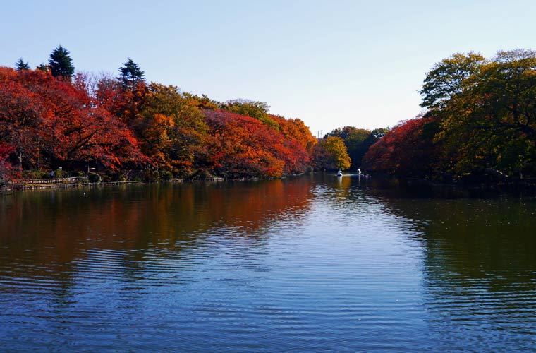 Inokashira Park autumn (1)