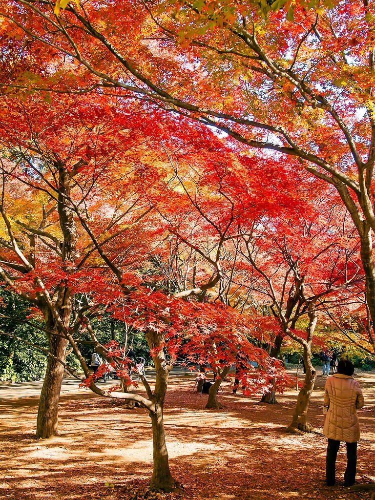 Shinjuku Gyoen park autumn tokyo (1)