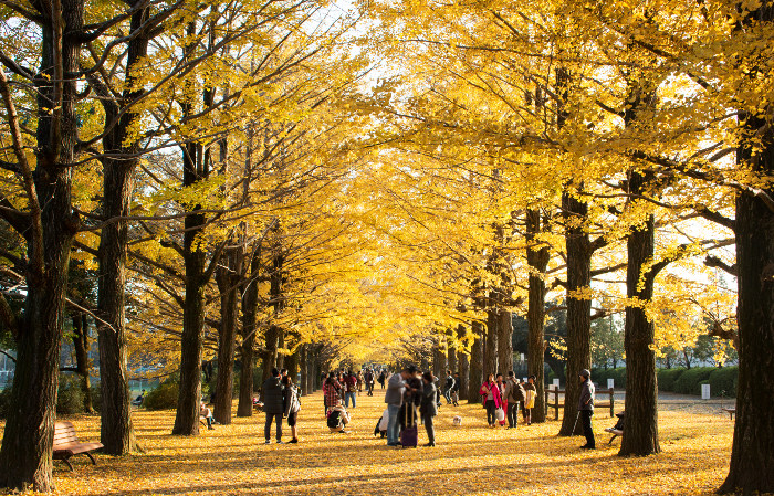 Showa Memorial Park (Showa Kinen Park) autumn, best autumn spots in tokyo (1)