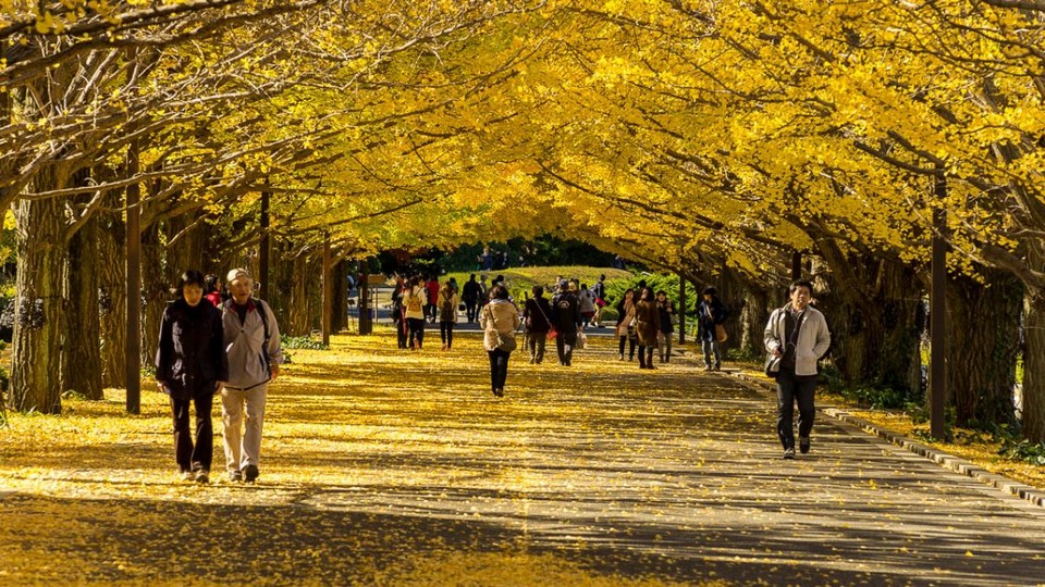 Showa Memorial Park (Showa Kinen Park) autumn, best autumn spots in tokyo (1)