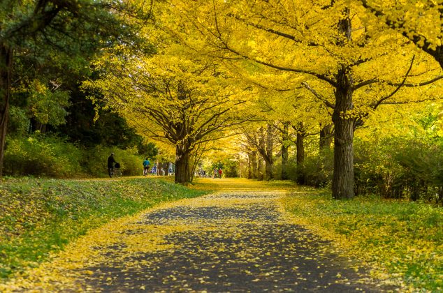 Showa Memorial Park (Showa Kinen Park) autumn, best autumn spots in ...