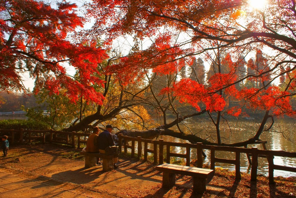 Yoyogi Koen (Yoyogi Park) autumn (1)