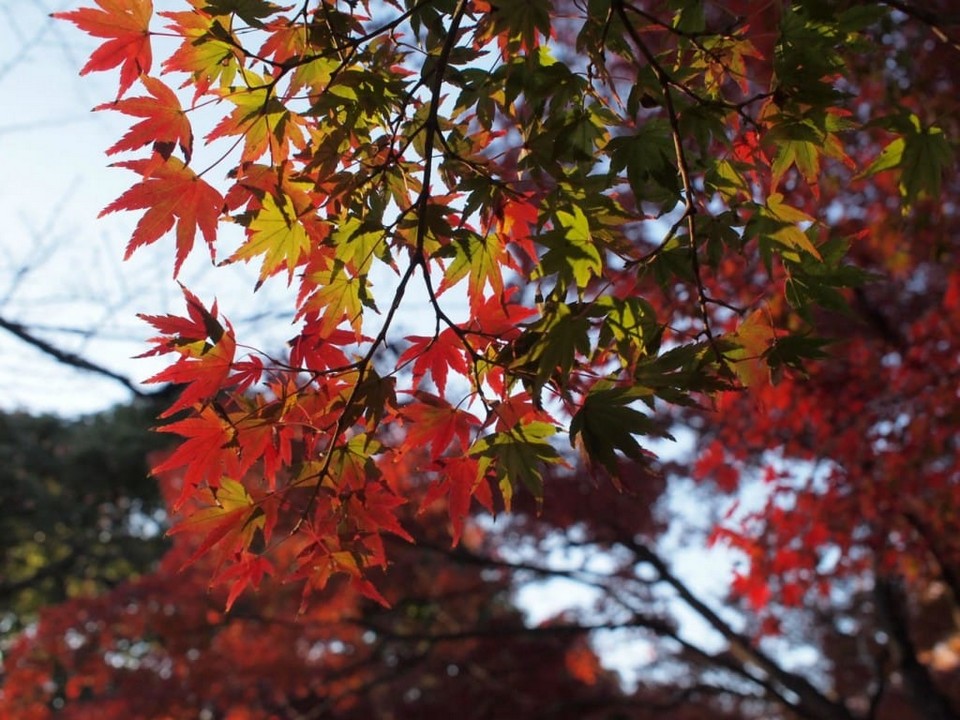 Yoyogi Koen (Yoyogi Park) autumn (5)