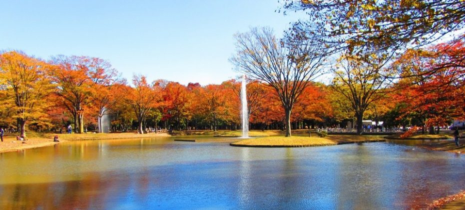 Yoyogi Koen (Yoyogi Park) autumn (5) - Living + Nomads – Travel tips ...