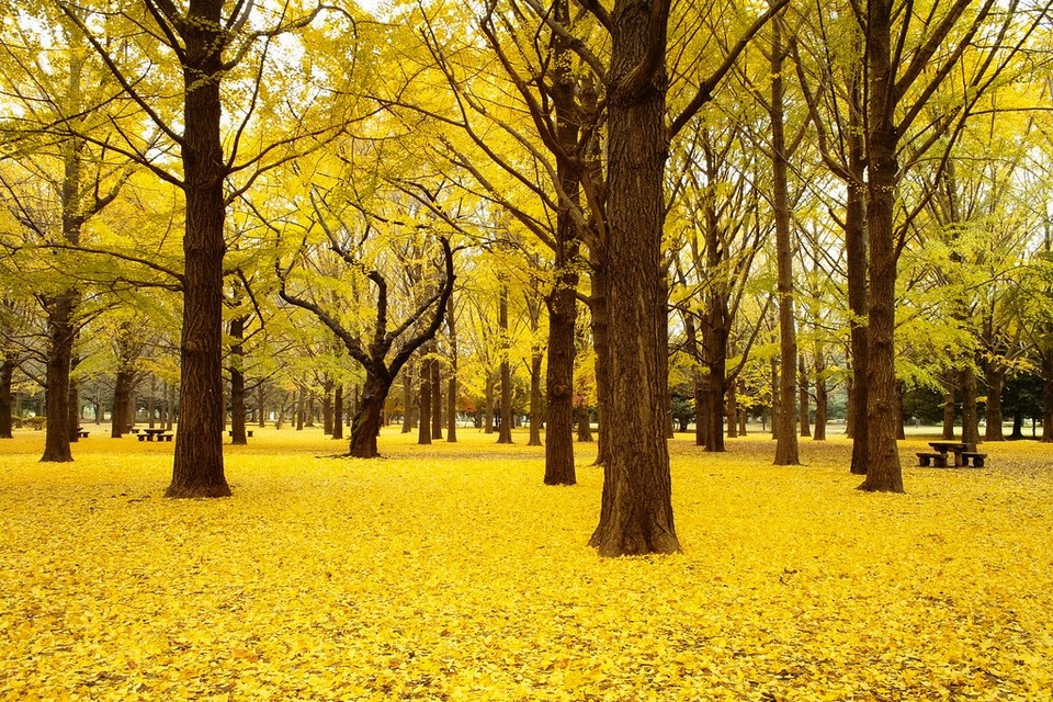 Yoyogi Koen (Yoyogi Park) autumn (7)