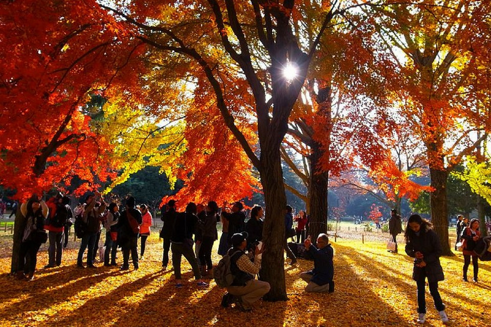Yoyogi Koen (Yoyogi Park) autumn (8)