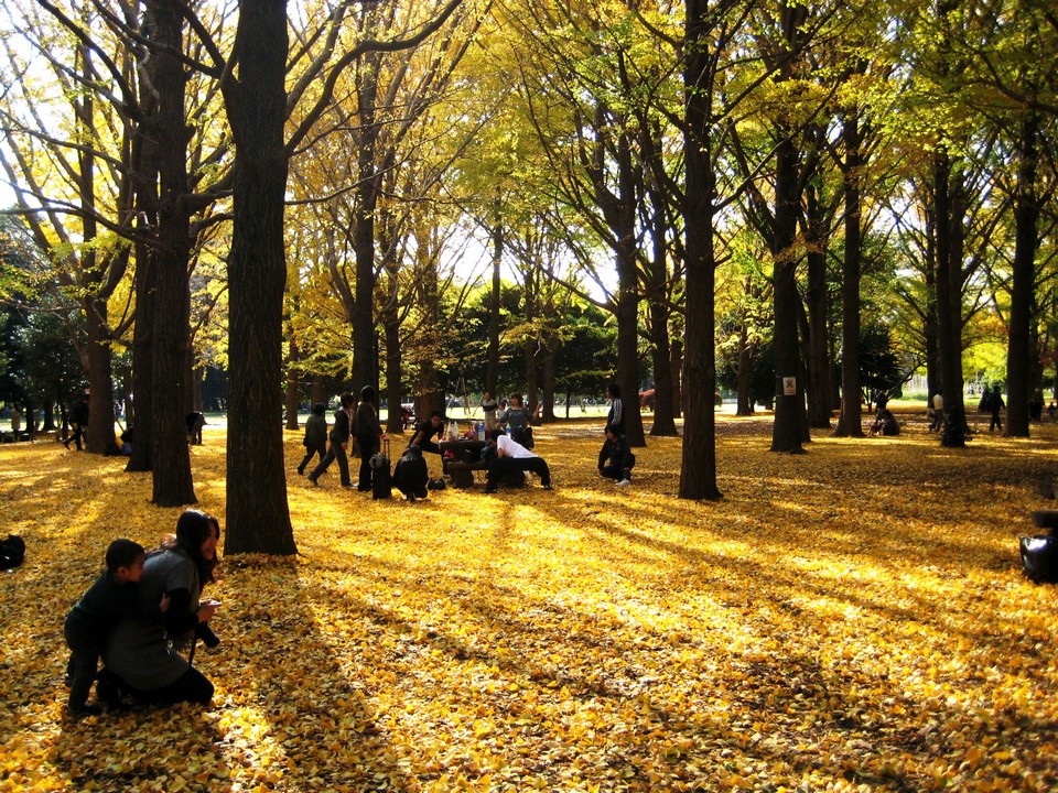 Yoyogi Koen (Yoyogi Park) autumn (1)