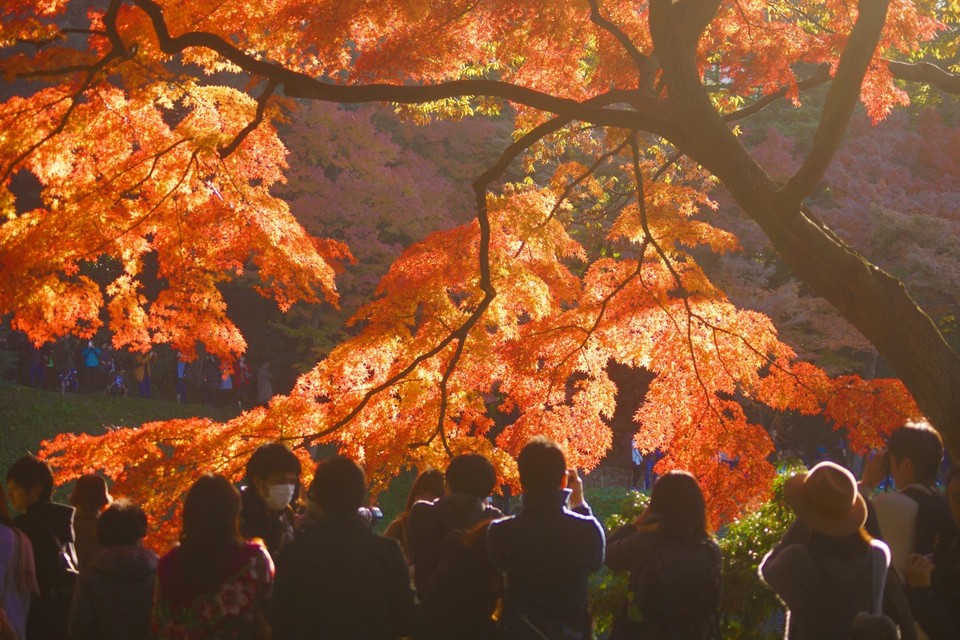 koishikawa korakuen garden autumn (1)