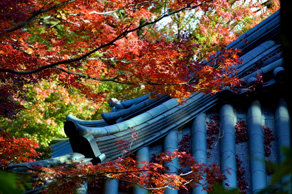 mount takao autumn fall takaosan (3)