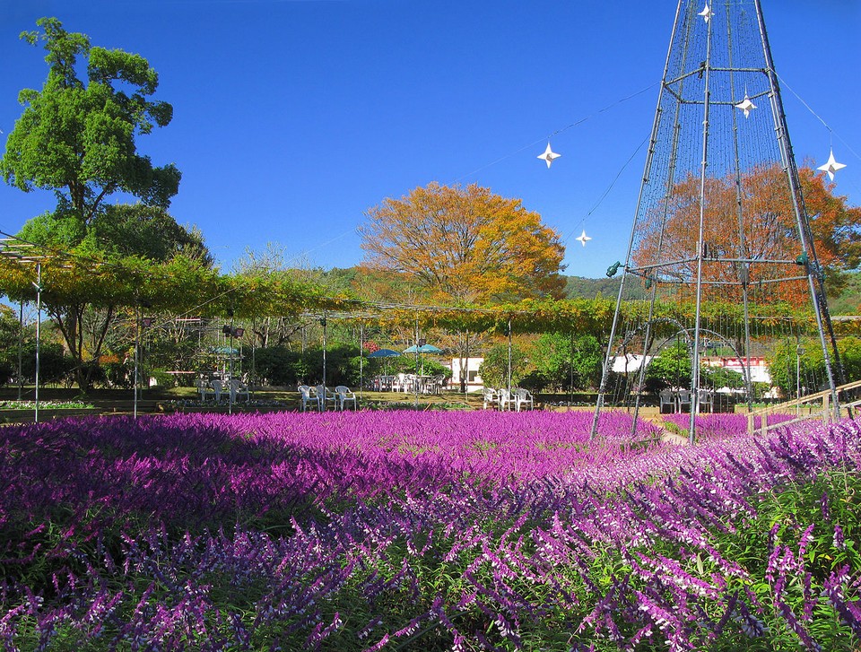 Ashikaga Flower Park autumn,best place to see autumn leaves in japan,best autumn spots in japan