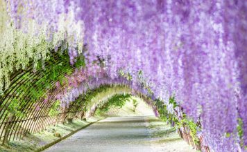 Japan wisteria season 2025. Where to see wisteria in Japan & famous wisteria garden in Japan Ashikaga Flower Park autumn,best place to see autumn leaves in japan,best autumn spots in japan