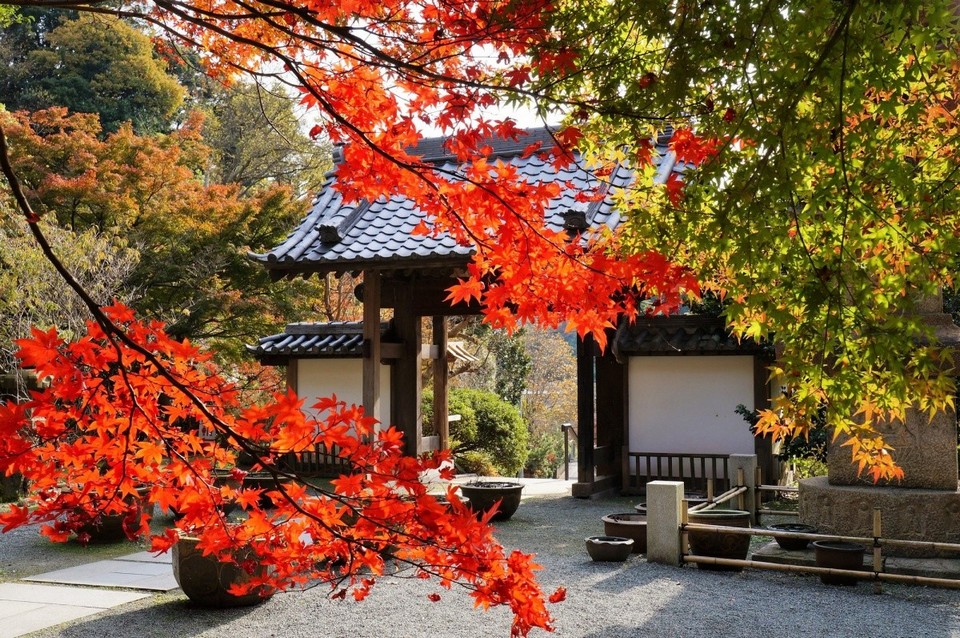 Kamakura autumn (1)