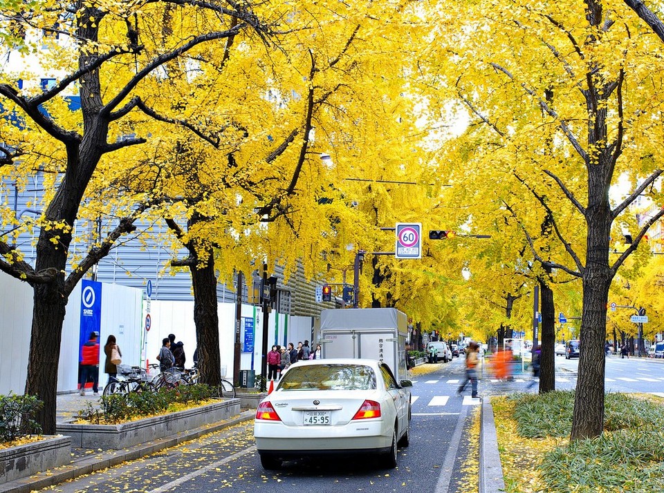 Midosuji Street autumn (1)