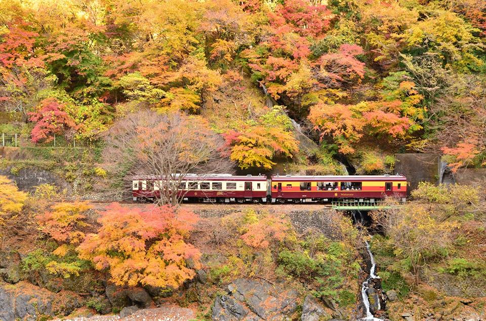 Watarase Keikoku Railway autumn (1)