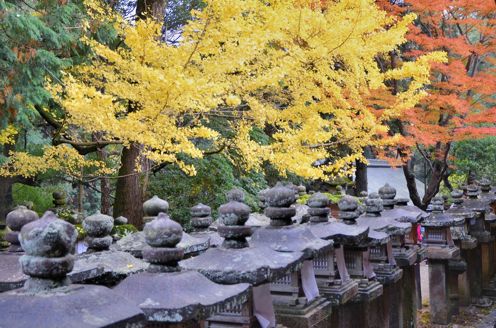Fall Colors at Kasuga Taisha