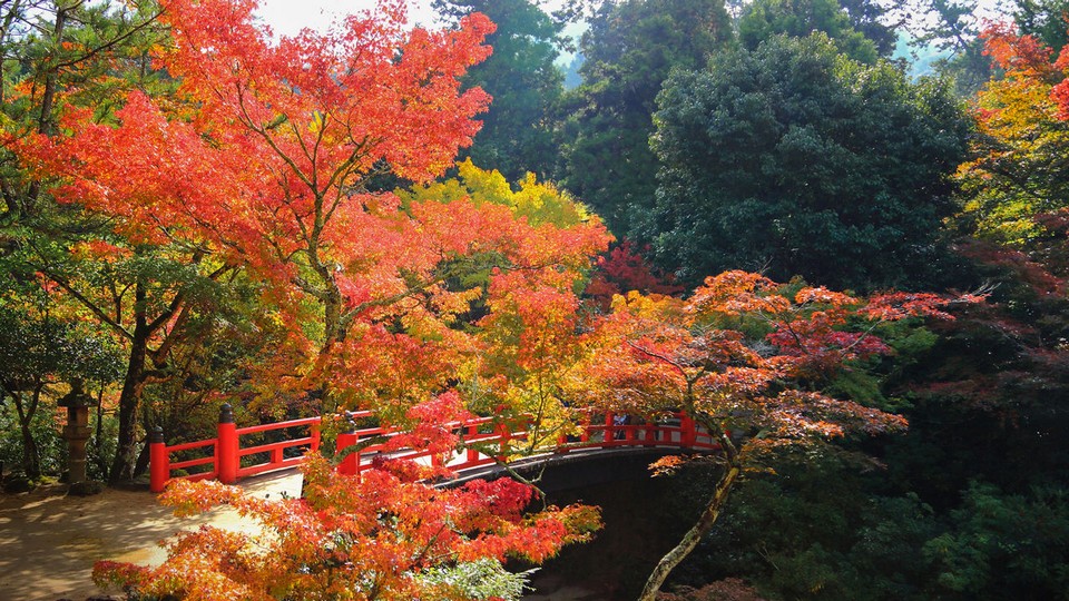 Miyajima autumn (1)