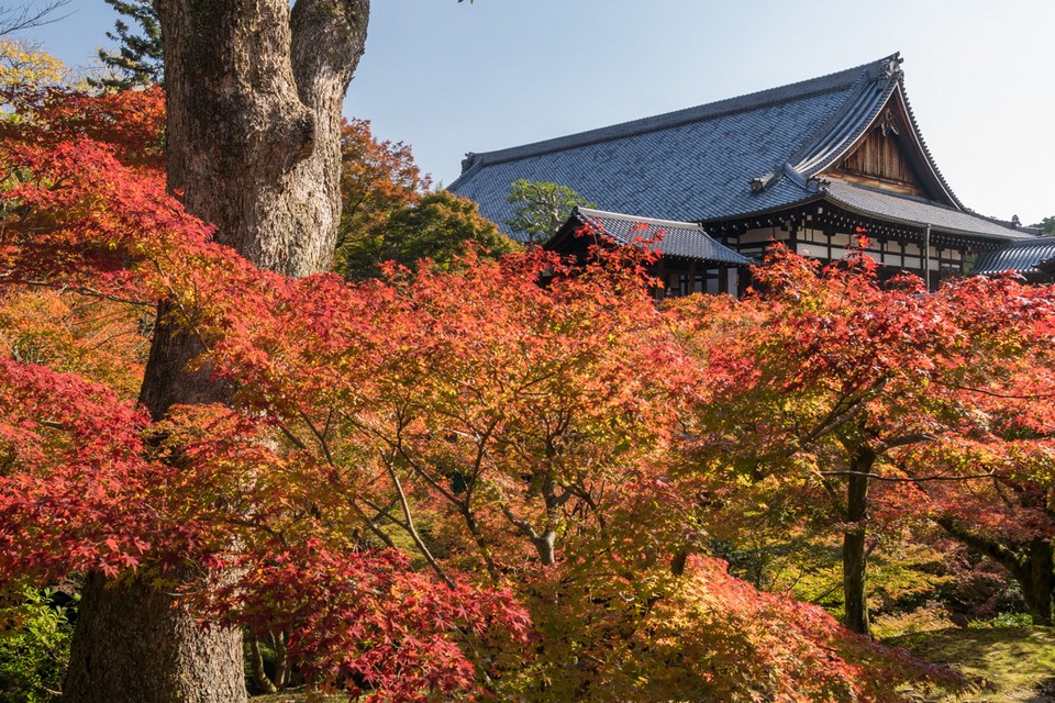 Nara japan autumn (1)