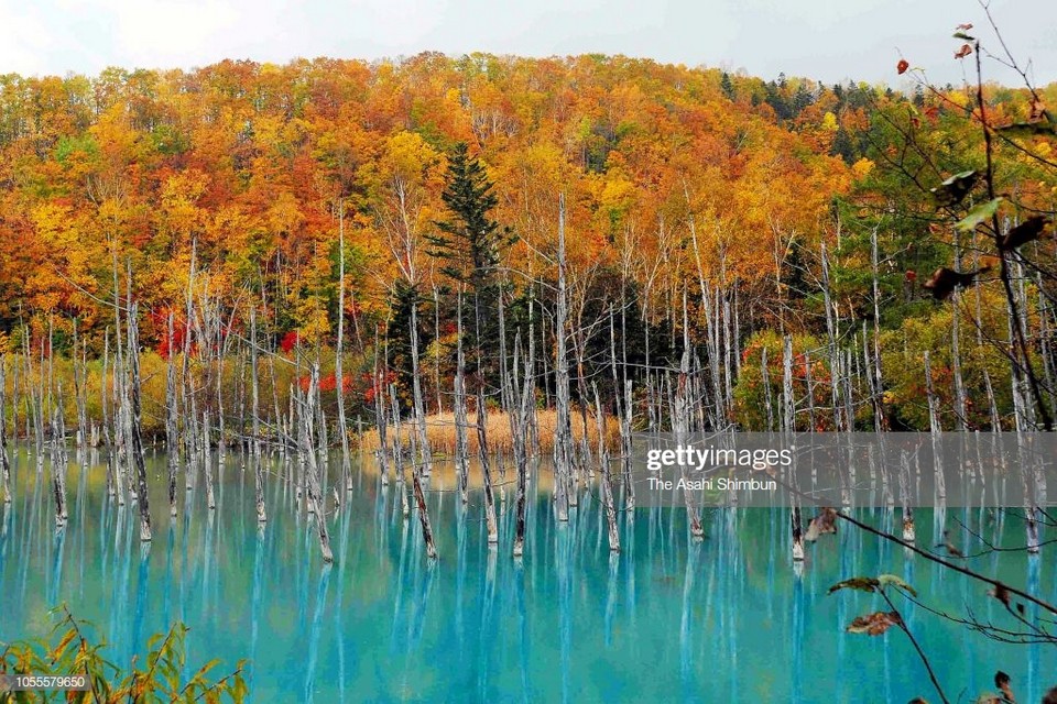 Shirogane Blue Pond autumn (1)