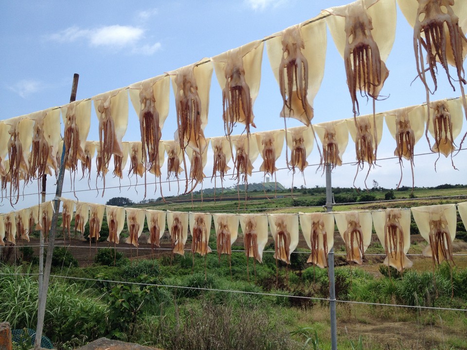 dried seafood jeju must buy, must buy in jeju (5)