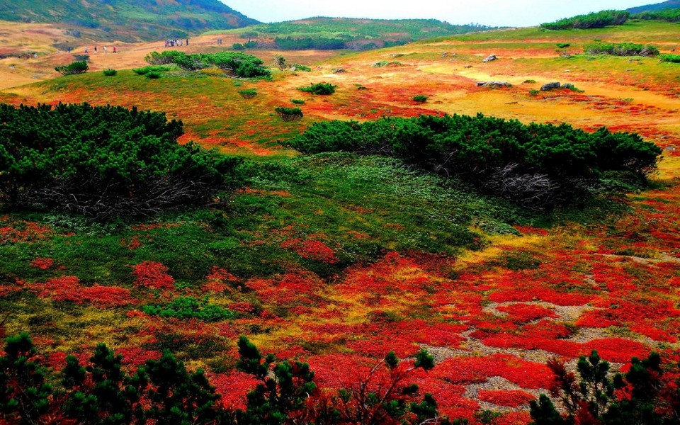 hokkaido travel blog autumn,places to visit in hokkaido during autumn,hokkaido fall foliage,hokkaido autumn leaves (4)