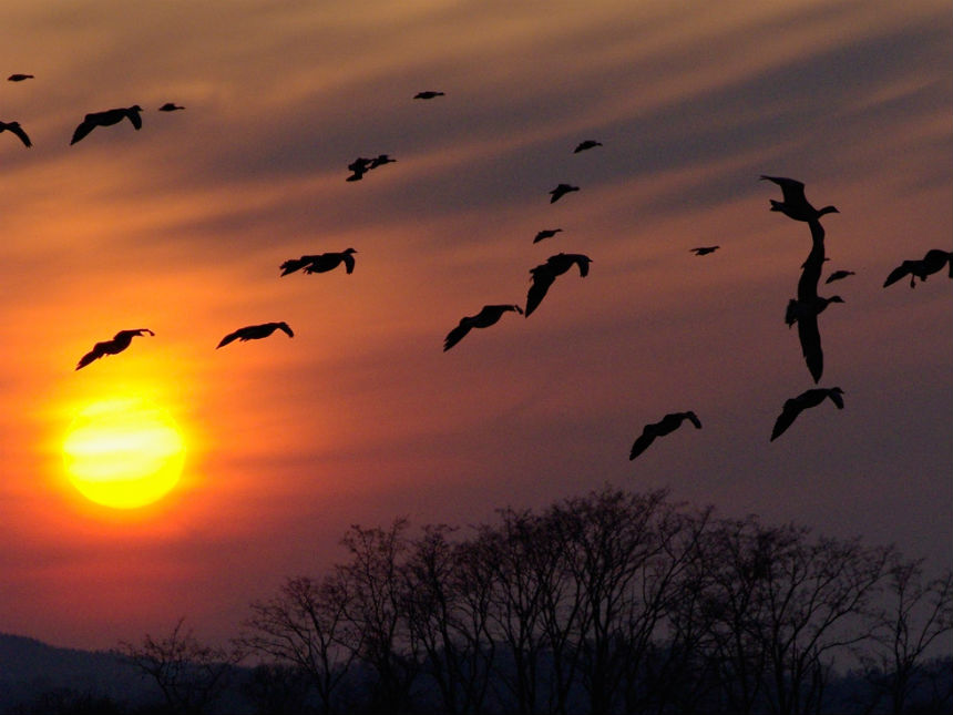 bali hokkaido bird migration (1)