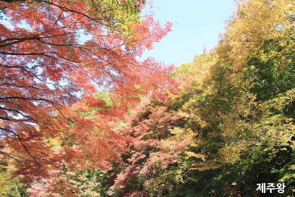 Cheon A Valley,jeju autumn foliage,jeju autumn itinerary,jeju autumn month,jeju fall foliage,jeju autumn foliage (1)