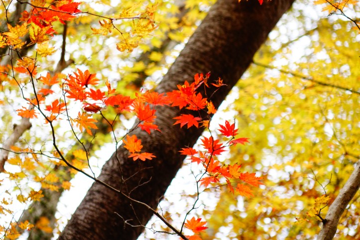 Hallasan jeju autumn,jeju autumn foliage,jeju autumn itinerary,jeju autumn month,jeju fall foliage,jeju autumn foliage