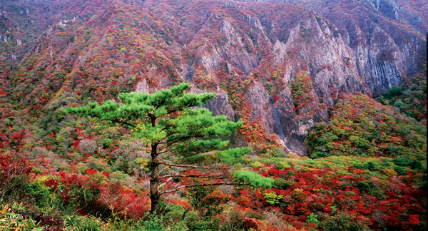 jeju autumn foliage,jeju autumn itinerary,jeju autumn month,jeju fall foliage,jeju autumn foliage (3)