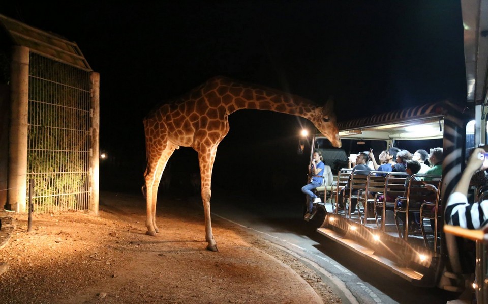 Top places to visit in Chiang Mai Chiang Mai Night Safari (2)