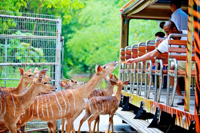 Top places to visit in Chiang Mai Chiang Mai Night Safari (1)